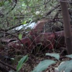 Ford Corcel