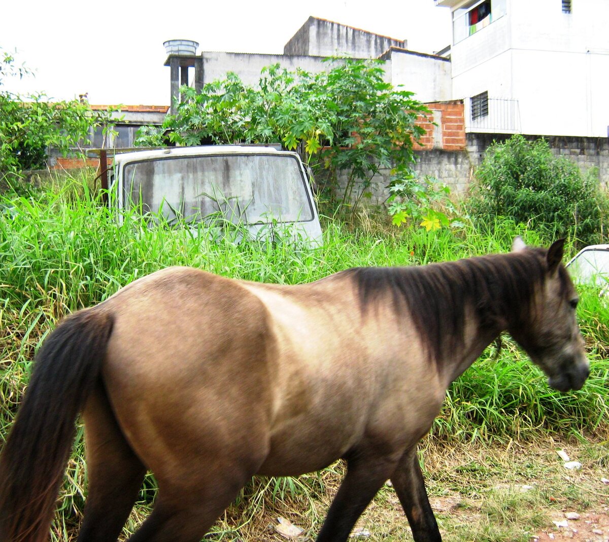 Fora o cavalo, que há aqui?